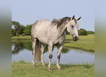 American Quarter Horse, Stute, 6 Jahre, 145 cm, Schimmel