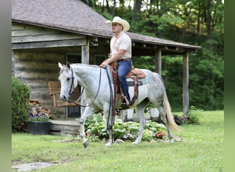 American Quarter Horse, Stute, 6 Jahre, 145 cm, Schimmel