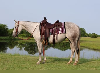 American Quarter Horse, Stute, 6 Jahre, 145 cm, Schimmel