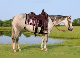 American Quarter Horse, Stute, 6 Jahre, 145 cm, Schimmel