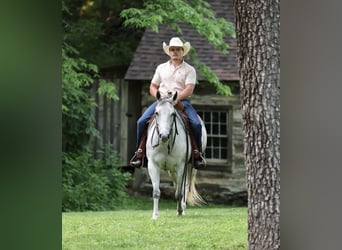 American Quarter Horse, Stute, 6 Jahre, 145 cm, Schimmel