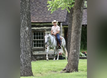 American Quarter Horse, Stute, 6 Jahre, 145 cm, Schimmel