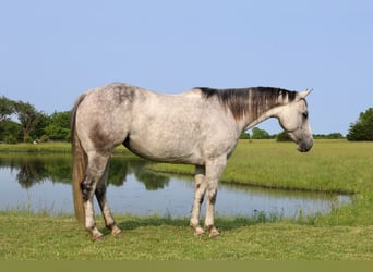 American Quarter Horse, Stute, 6 Jahre, 145 cm, Schimmel