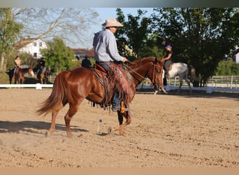 American Quarter Horse, Stute, 6 Jahre, 146 cm, Fuchs