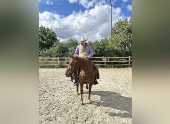 American Quarter Horse, Stute, 6 Jahre, 146 cm, Fuchs