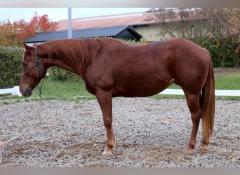 American Quarter Horse, Stute, 6 Jahre, 146 cm, Fuchs