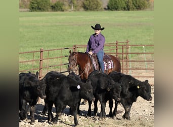 American Quarter Horse, Stute, 6 Jahre, 147 cm, Dunkelfuchs
