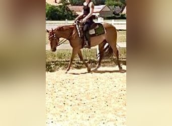 American Quarter Horse, Stute, 6 Jahre, 147 cm, Fuchs