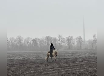 American Quarter Horse, Stute, 6 Jahre, 147 cm, Palomino