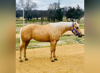 American Quarter Horse, Stute, 6 Jahre, 147 cm, Palomino