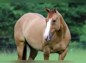American Quarter Horse, Stute, 6 Jahre, 147 cm, Red Dun