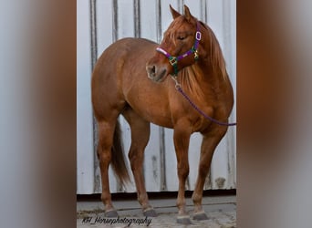 American Quarter Horse, Stute, 6 Jahre, 147 cm, Red Dun
