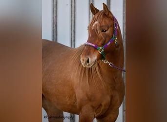 American Quarter Horse, Stute, 6 Jahre, 147 cm, Red Dun
