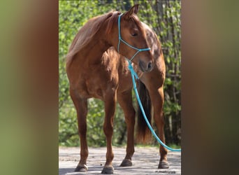 American Quarter Horse, Stute, 6 Jahre, 147 cm, Red Dun