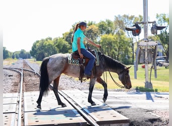 American Quarter Horse, Stute, 6 Jahre, 147 cm, Roan-Bay