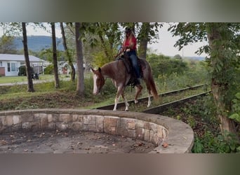 American Quarter Horse, Stute, 6 Jahre, 147 cm, Roan-Red
