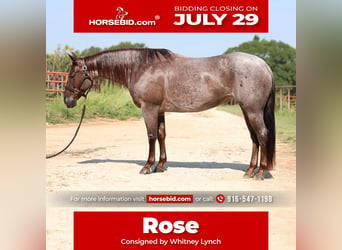 American Quarter Horse, Stute, 6 Jahre, 147 cm, Roan-Red