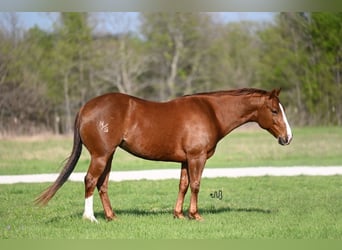 American Quarter Horse, Stute, 6 Jahre, 147 cm, Rotfuchs