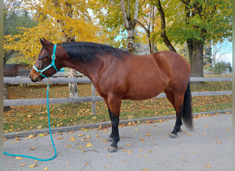 American Quarter Horse, Stute, 6 Jahre, 148 cm, Brauner