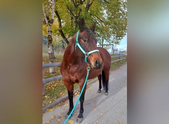 American Quarter Horse, Stute, 6 Jahre, 148 cm, Brauner
