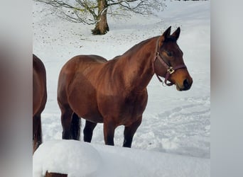 American Quarter Horse, Stute, 6 Jahre, 148 cm, Brauner
