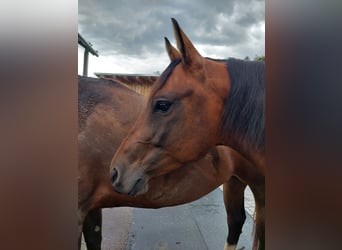 American Quarter Horse, Stute, 6 Jahre, 148 cm, Brauner