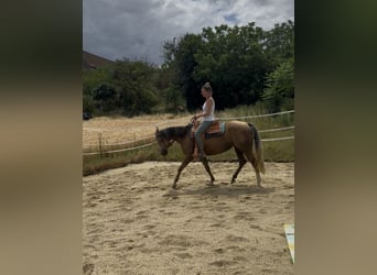 American Quarter Horse, Stute, 6 Jahre, 148 cm, Palomino
