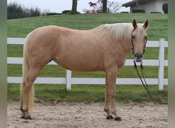 American Quarter Horse, Stute, 6 Jahre, 148 cm, Palomino