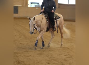 American Quarter Horse, Stute, 6 Jahre, 148 cm, Palomino