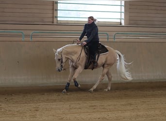 American Quarter Horse, Stute, 6 Jahre, 148 cm, Palomino