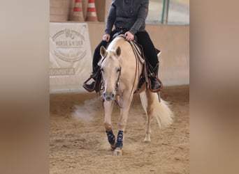 American Quarter Horse, Stute, 6 Jahre, 148 cm, Palomino