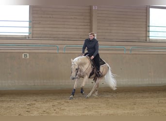 American Quarter Horse, Stute, 6 Jahre, 148 cm, Palomino