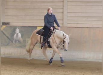 American Quarter Horse, Stute, 6 Jahre, 148 cm, Palomino