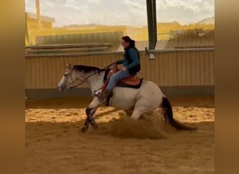 American Quarter Horse, Stute, 6 Jahre, 149 cm, Buckskin