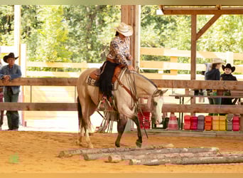 American Quarter Horse, Stute, 6 Jahre, 149 cm, Buckskin