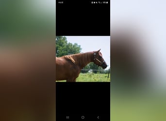 American Quarter Horse, Stute, 6 Jahre, 149 cm, Fuchs