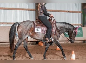 American Quarter Horse, Stute, 6 Jahre, 149 cm, Roan-Bay