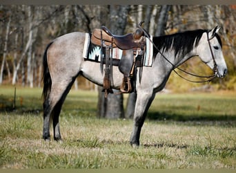 American Quarter Horse, Stute, 6 Jahre, 150 cm, Apfelschimmel