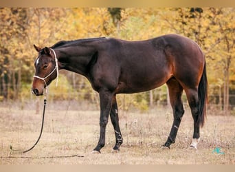American Quarter Horse, Stute, 6 Jahre, 150 cm, Brauner
