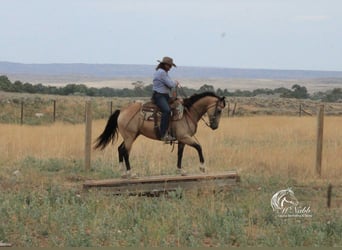 American Quarter Horse, Stute, 6 Jahre, 150 cm, Buckskin