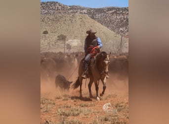 American Quarter Horse, Stute, 6 Jahre, 150 cm, Buckskin