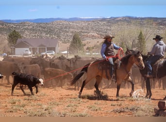 American Quarter Horse, Stute, 6 Jahre, 150 cm, Buckskin