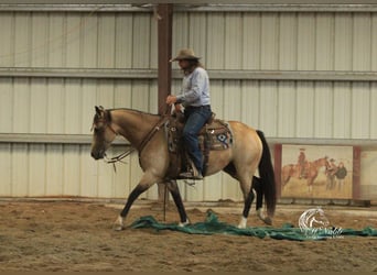 American Quarter Horse, Stute, 6 Jahre, 150 cm, Buckskin