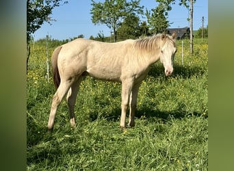 American Quarter Horse, Stute, 6 Jahre, 150 cm, Champagne