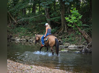 American Quarter Horse, Stute, 6 Jahre, 150 cm, Falbe