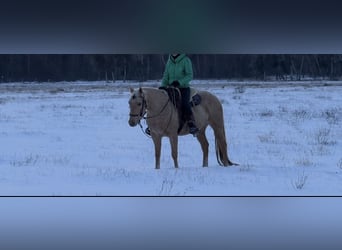 American Quarter Horse, Stute, 6 Jahre, 150 cm, Palomino