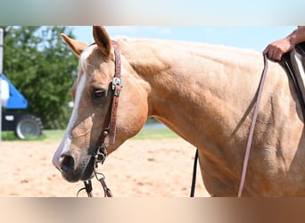 American Quarter Horse, Stute, 6 Jahre, 150 cm, Palomino