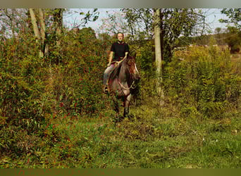 American Quarter Horse, Stute, 6 Jahre, 150 cm, Roan-Bay