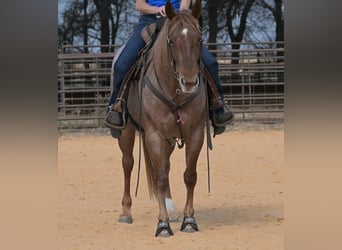 American Quarter Horse, Stute, 6 Jahre, 150 cm, Roan-Red