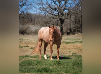 American Quarter Horse, Stute, 6 Jahre, 150 cm, Roan-Red